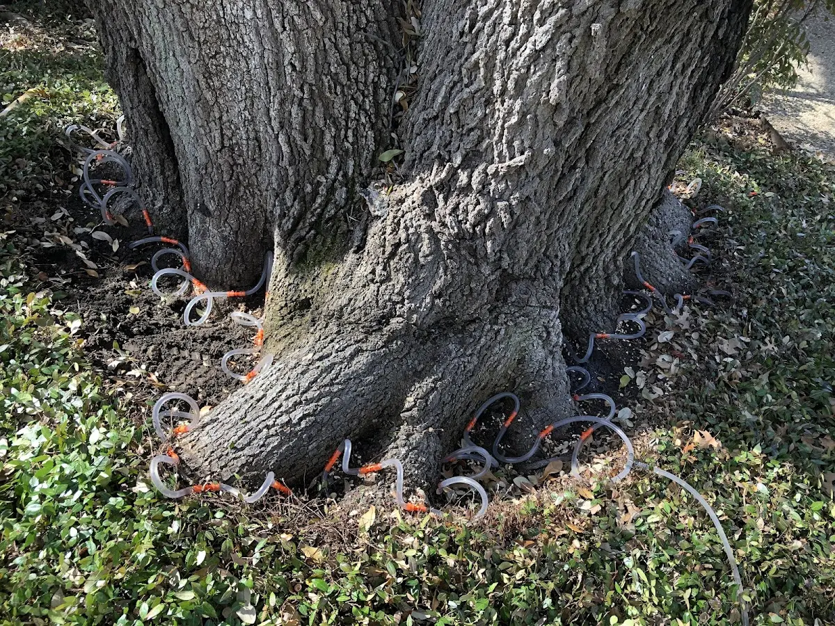 Detailed Tree Cabling and Bracing job site in Statesboro