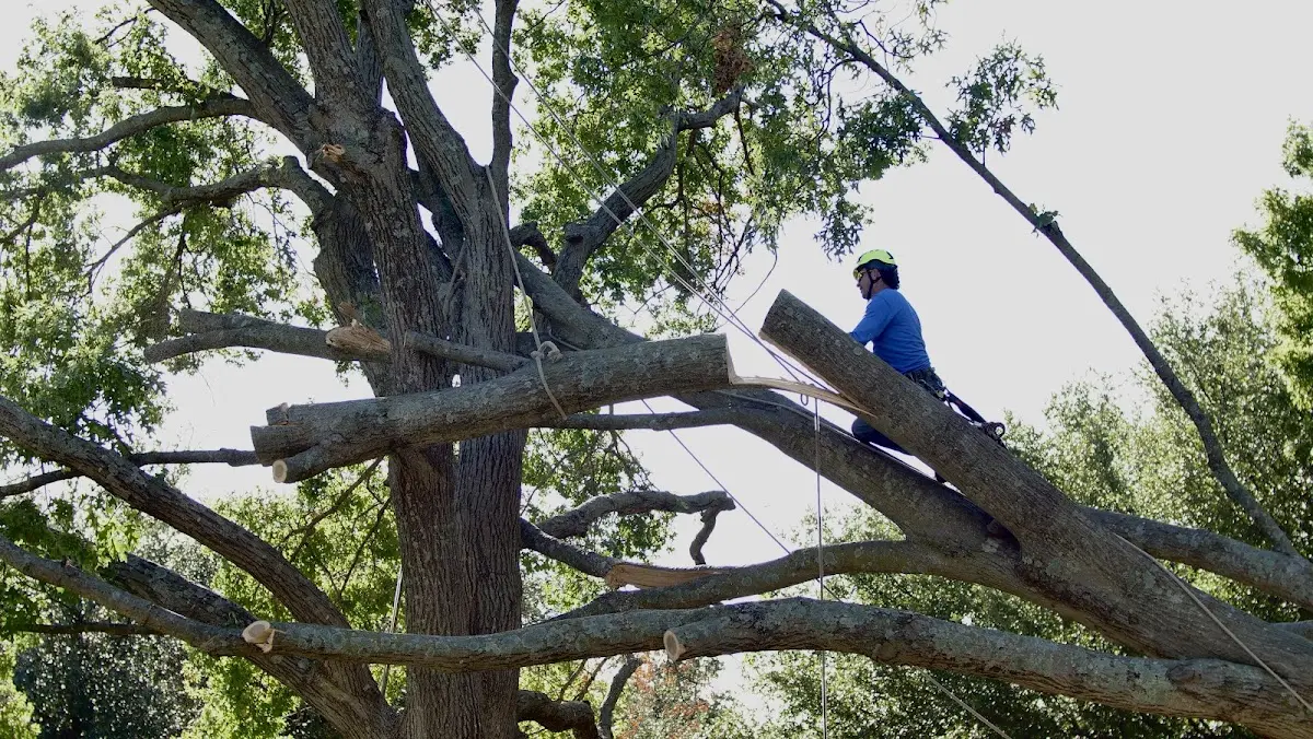 Professional Crown Thinning performed by certified arborists in Statesboro
