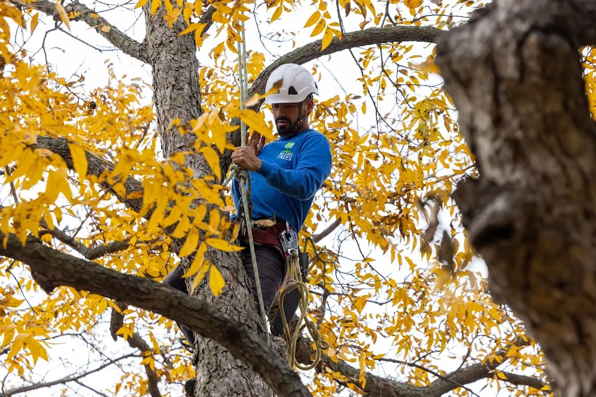 Skilled Tree Planing crew working in Statesboro