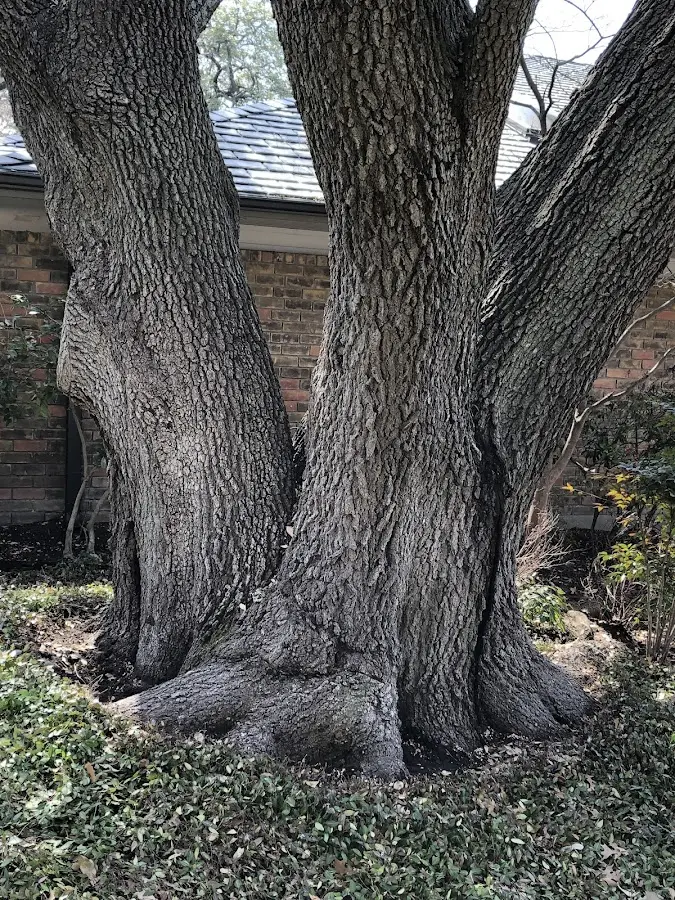Mature heritage tree close to a Statesboro property cared for by certified arborists